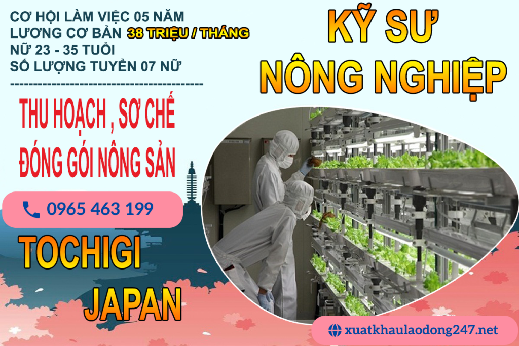 Kỹ Sư Nông Nghiệp Thu hoạch Đóng Gói Nông Sản